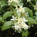Osmanthus x burkwoodii P1C